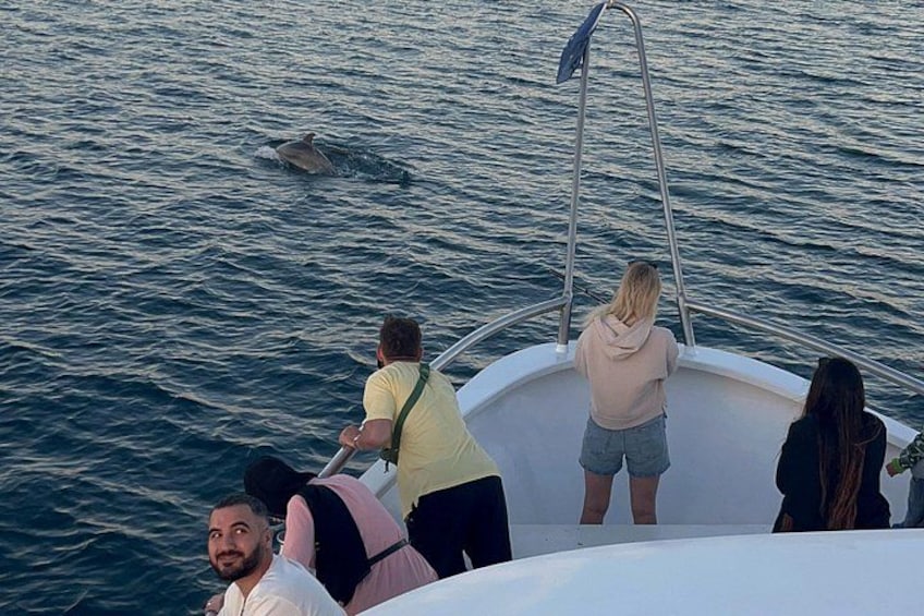 Ein Boot mit Passagieren, die Delfine im Wasser beobachten. 3