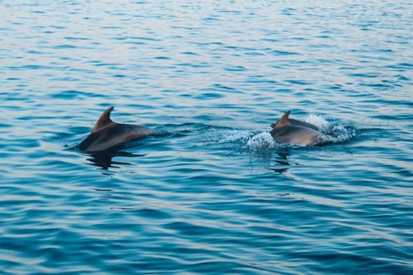 Two dolphins swimming in the ocean. 5