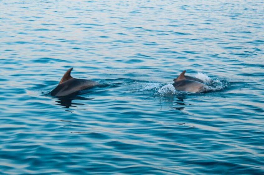 Dos delfines nadando en el océano. 2