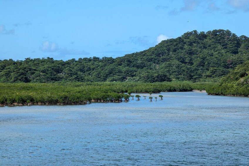 A river with dense greenery on the banks and a hill in the background. 2