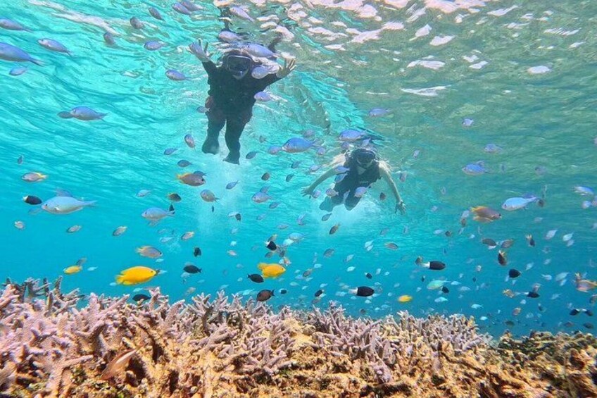 Two divers underwater surrounded by a variety of fish. 5