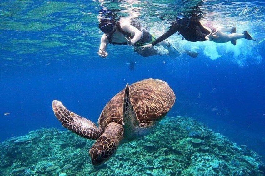 A sea turtle swimming underwater with snorkelers above. 4