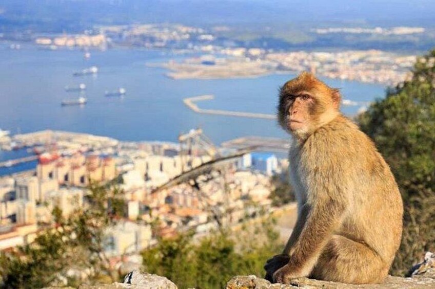 Private tour and shore excusion of Gibraltar from Cadiz 3