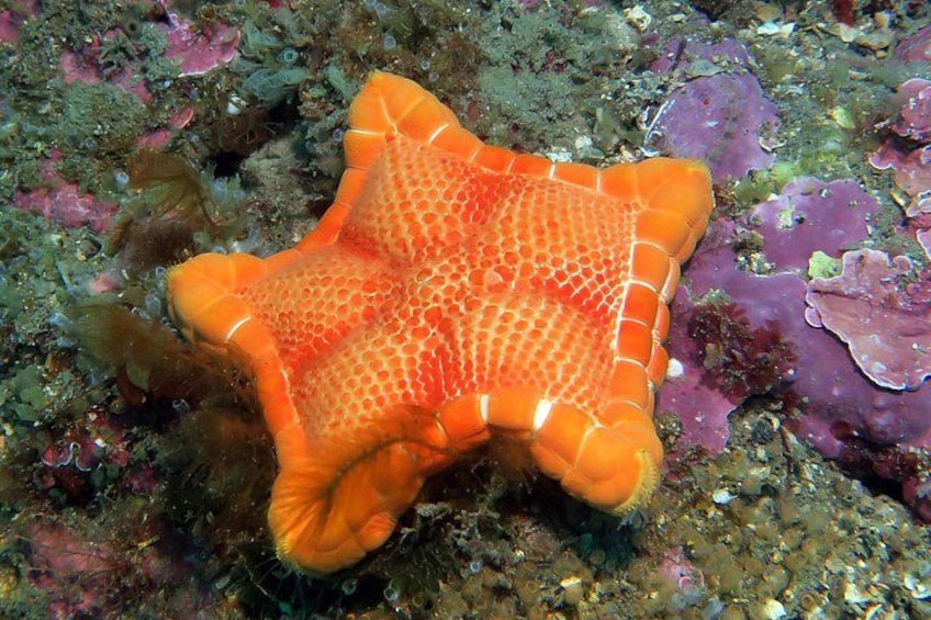 A starfish with a textured surface on a rocky seabed with various marine plants. 2