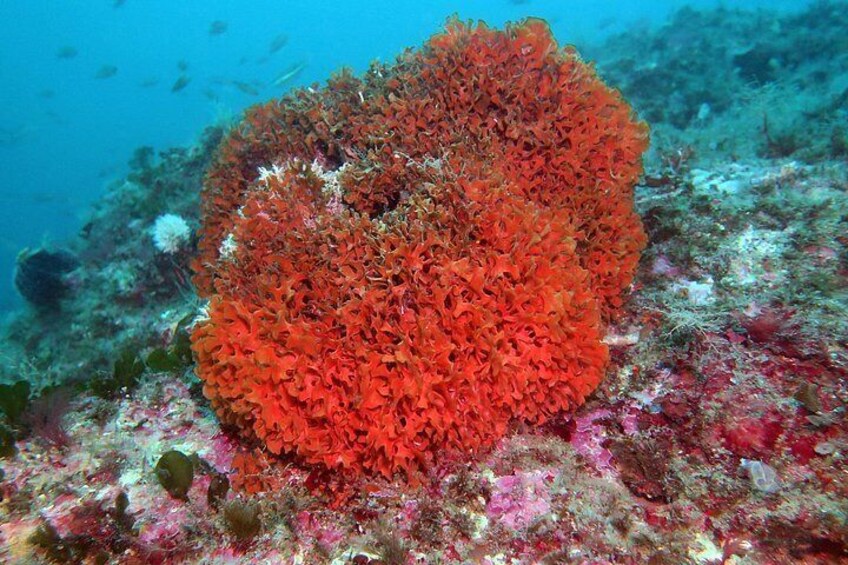 A vibrant coral reef with a large, red coral formation surrounded by various smaller corals and marine life. 3