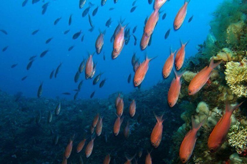 A school of fish swimming near a coral reef. 2