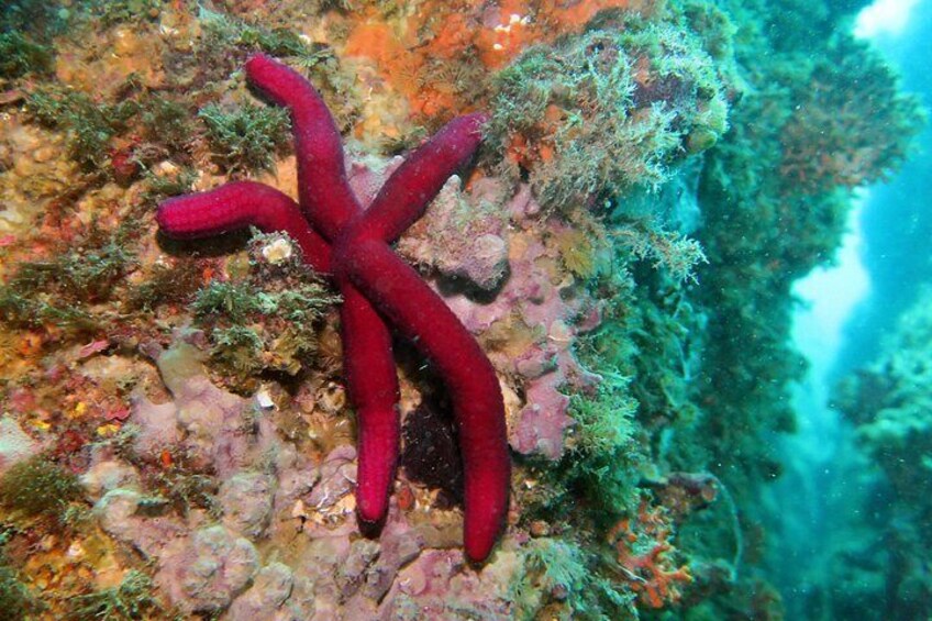 A red sea star on a rocky underwater surface with various marine life and coral formations. 4
