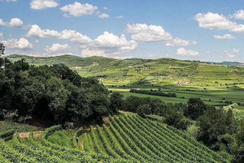 A vineyard with rows of grapevines, rolling hills, and a clear sky. 2