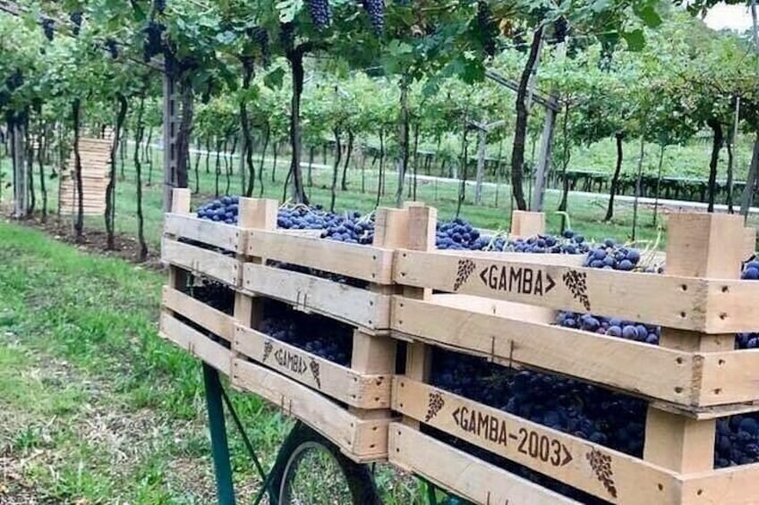A wooden crate filled with plums labeled 'GAMBA' in a vineyard. 3