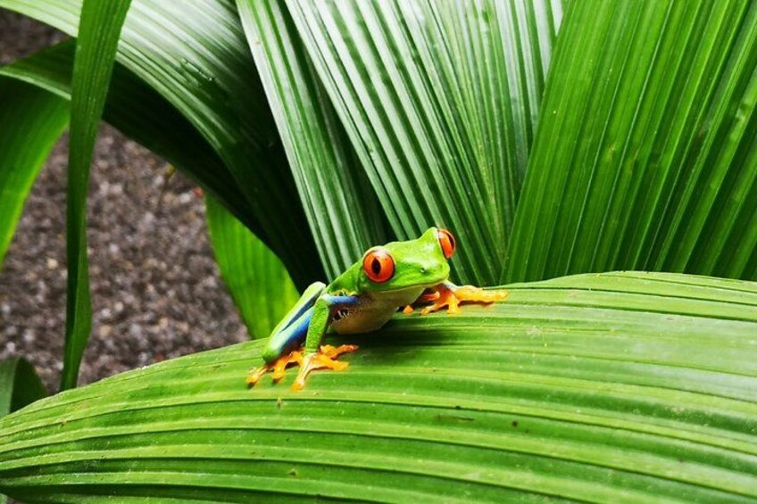 A green frog with red eyes on a green leaf. 2