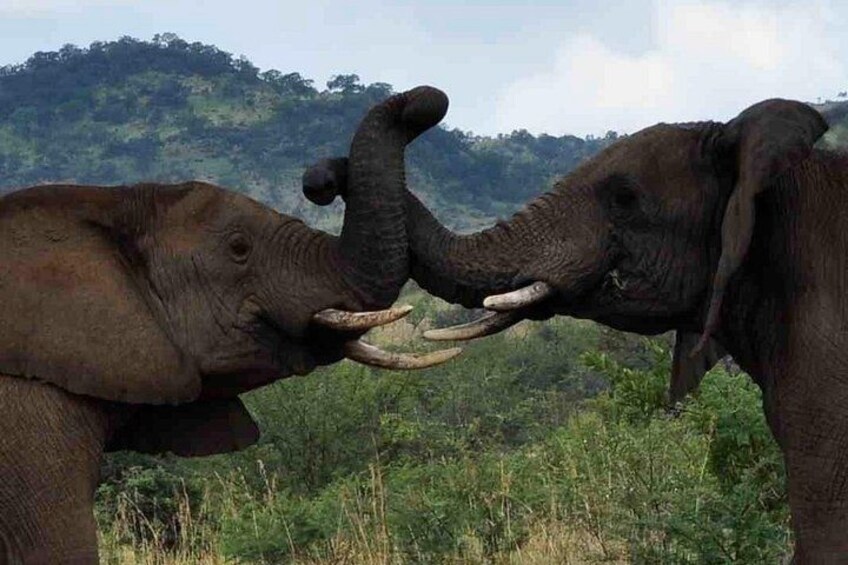 Two elephants in a natural landscape with greenery and hills in the background. 1