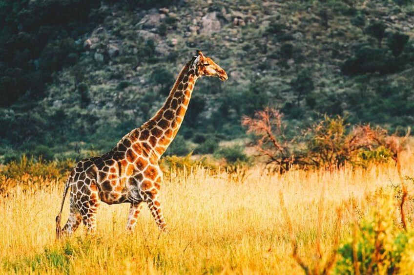 A giraffe walking in a grassy field with trees and a rocky hill in the background. 2