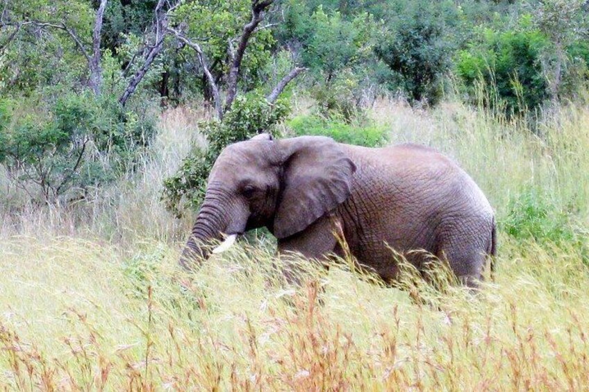 An elephant in a grassy field with trees in the background. 5