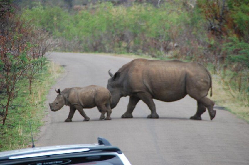 A road with two rhinoceroses walking on it. 4