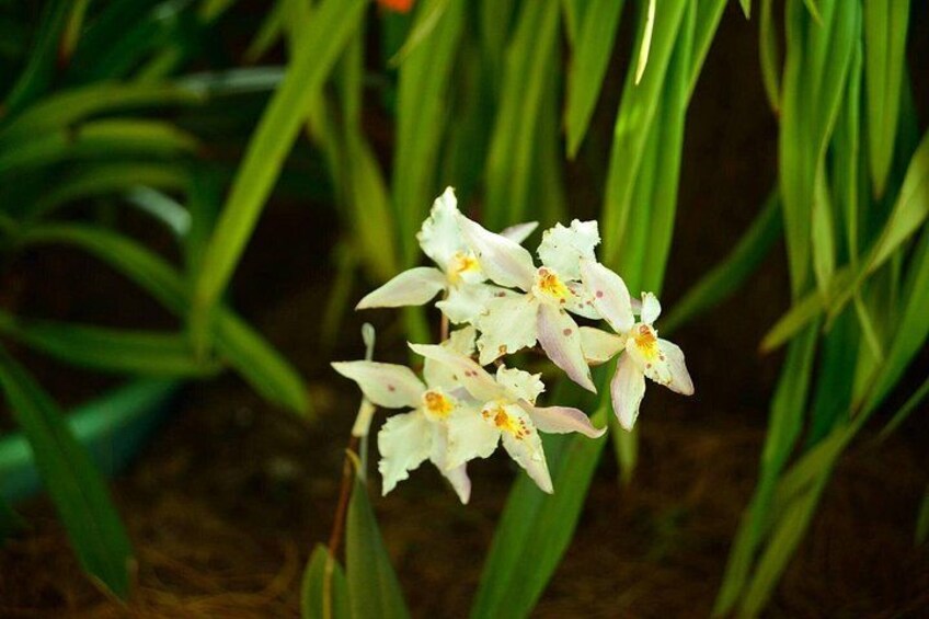 Botanical Garden and Arvi Park Private or Shared Tour 2
