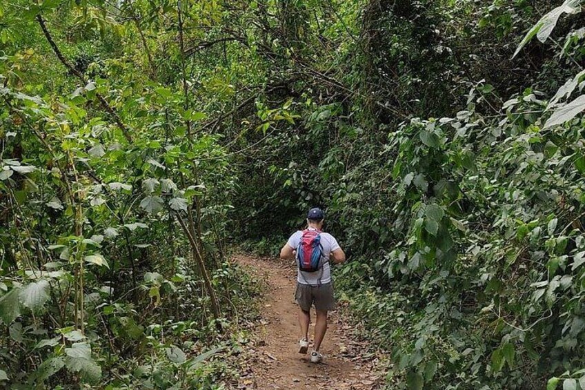 A person hiking on a dirt path surrounded by dense green foliage. 4