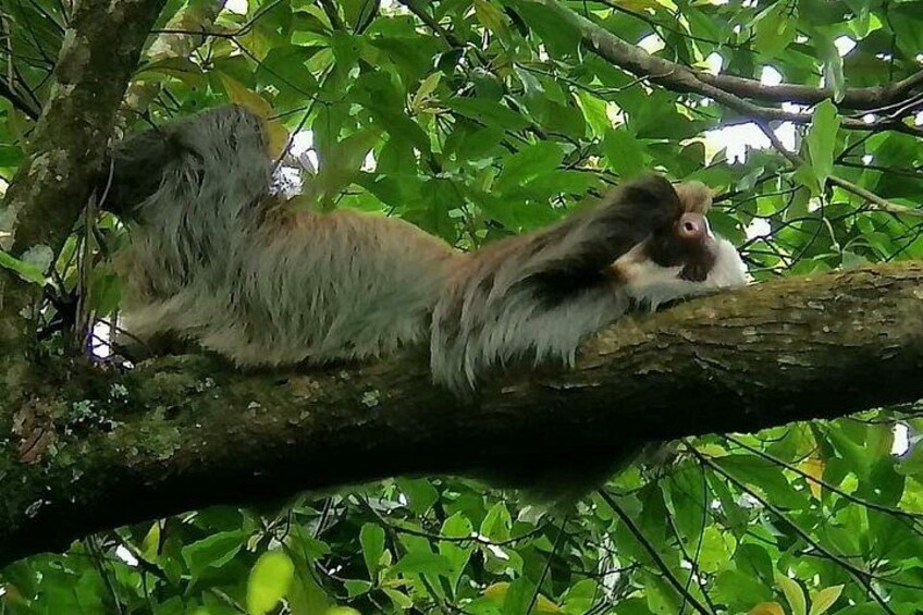 A monkey sitting on a tree branch surrounded by green foliage. 2