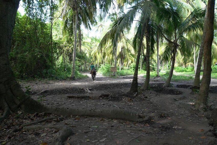 Private Tour to Tayrona National Park