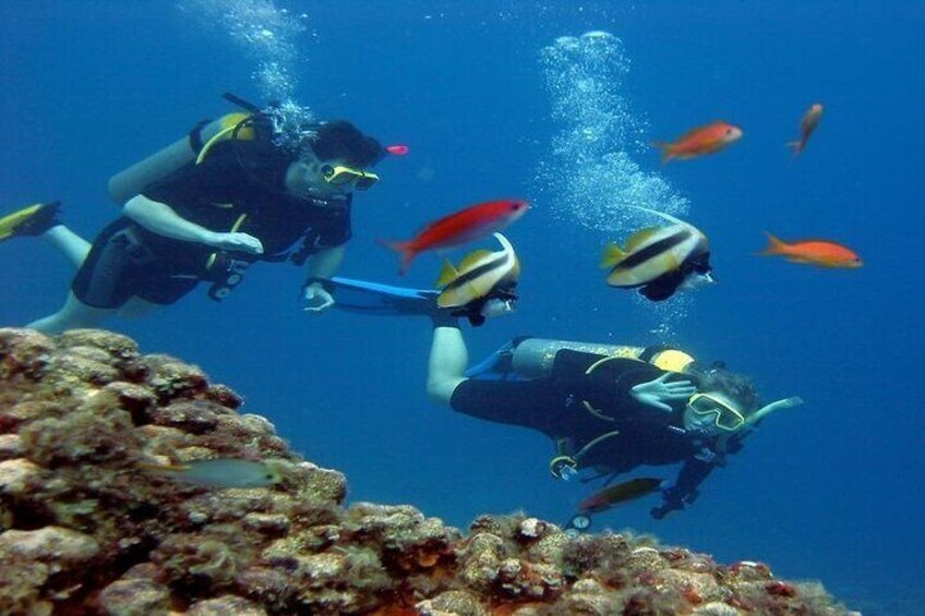 Scuba Diving Open Water PADI Course, Diving licence Fees - Sharm El Sheikh