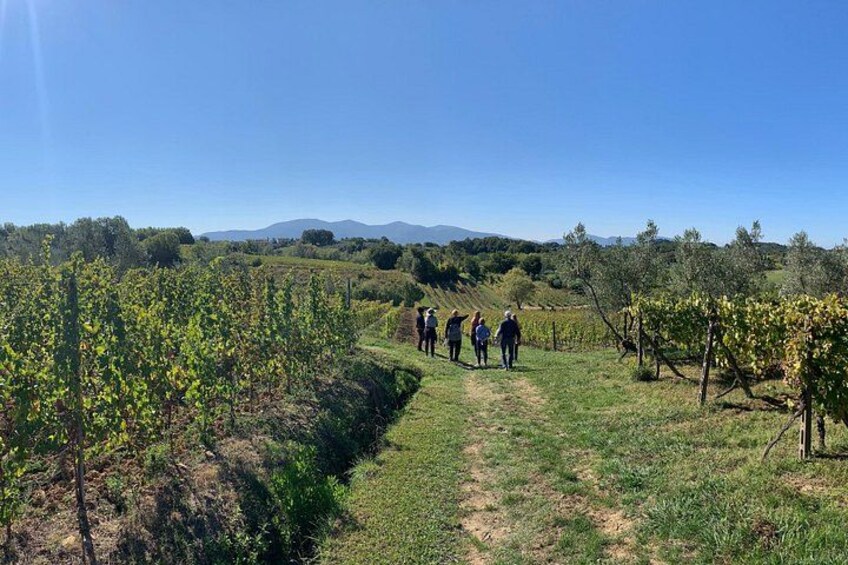 Tuscany and Wine Tasting Private Tour from Livorno 4