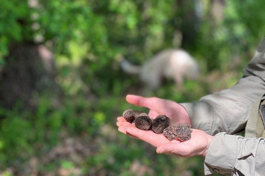 Semi-Private Truffle Hunting & lunch @ Winery, San Gimignano 3