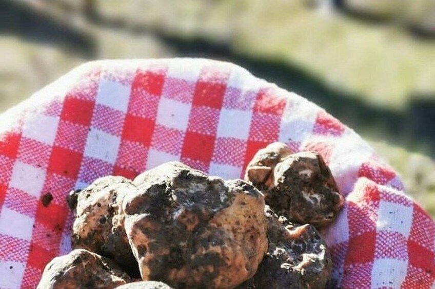 Semi-Private Truffle Hunting & lunch @ Winery, San Gimignano 5