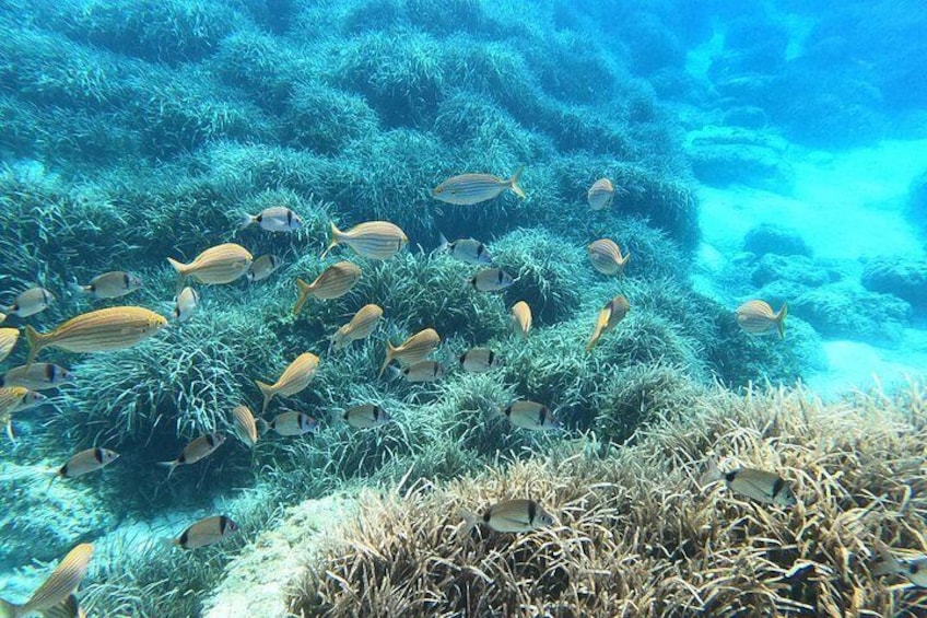 Taormina snorkeling experience 4
