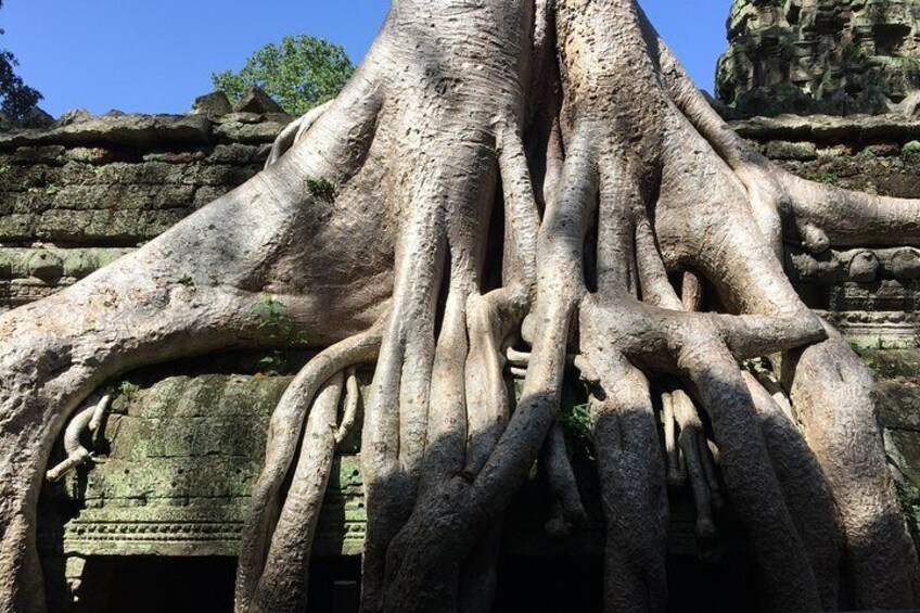 A large tree with extensive roots and a stone structure in the background. 1