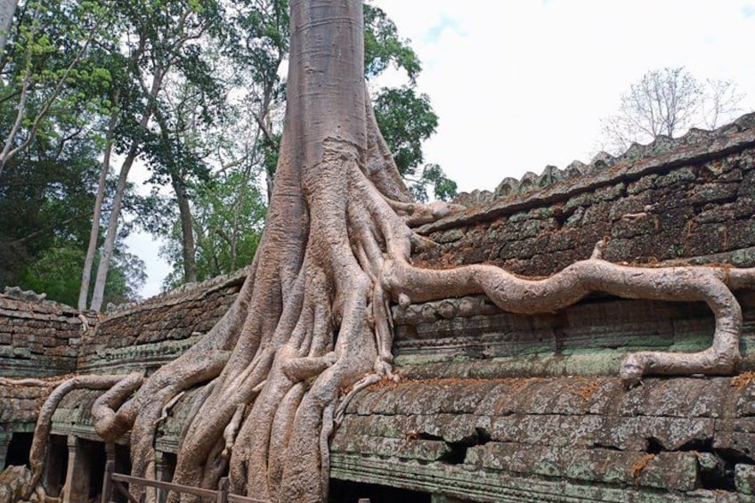 A large tree with extensive roots growing through an ancient stone structure. 1