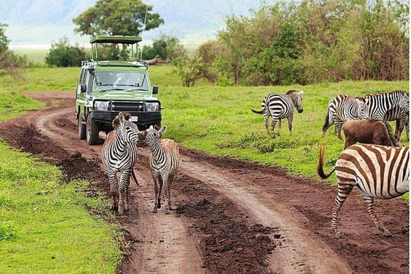 Een safarivoertuig op een onverharde weg, met zebra's en een giraffe. 5