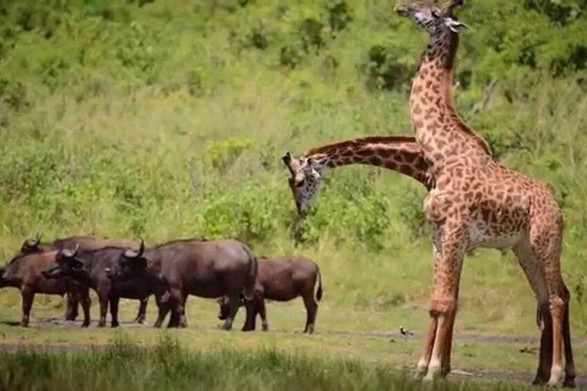 Een giraffe en verschillende buffels in een grasveld met bomen op de achtergrond. 4