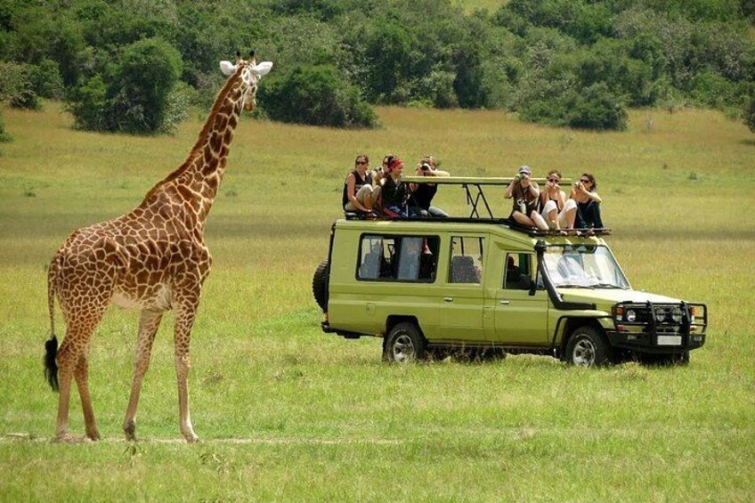 Een giraffe staat in een veld met een safarivoertuig en mensen die observeren. 3