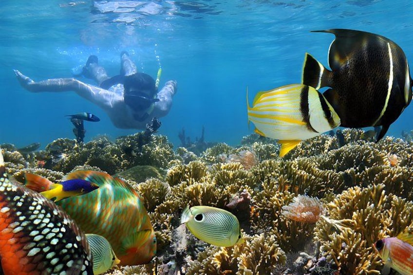 A diver swimming among colorful fish and coral reefs. 5