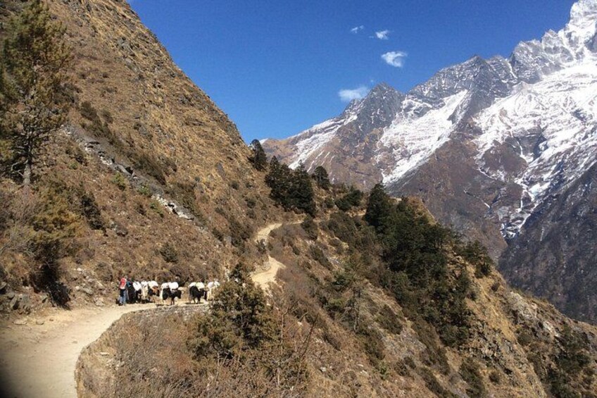 Wild Yaks carring the stuff to the trekking tea house. 3