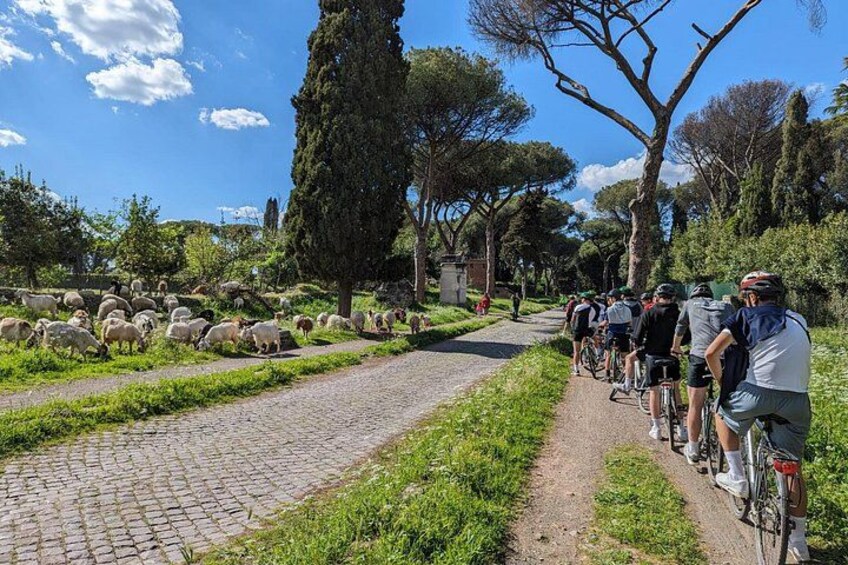 Un sentiero lastricato con ciclisti, pecore al pascolo e alberi. 1