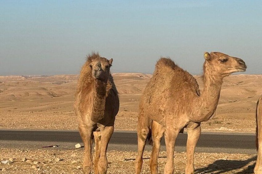 Two camels standing on a road with a desert landscape in the background. 4