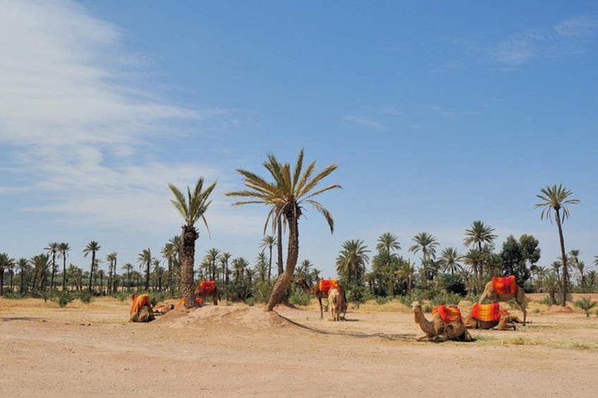 Des chameaux avec des cavaliers dans un paysage désertique, avec des palmiers. 3