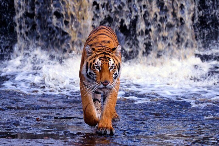 8-Day Golden Triangle Tour with Ranthambore Tiger Tour(Taj Mahal Sunset/Sunrise)