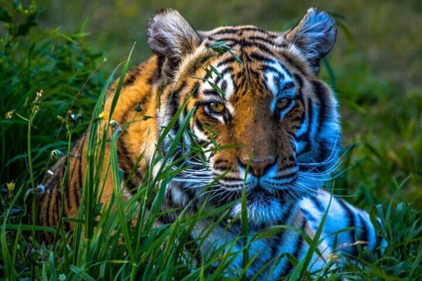 From Delhi: 8 Day Tiger Safari and Golden Triangle Tour