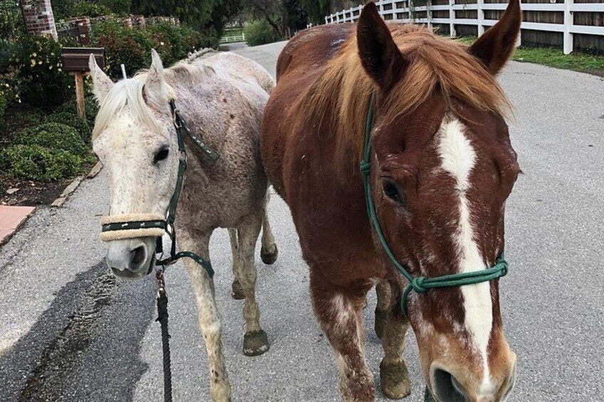 Our horses are safe and fun! 2
