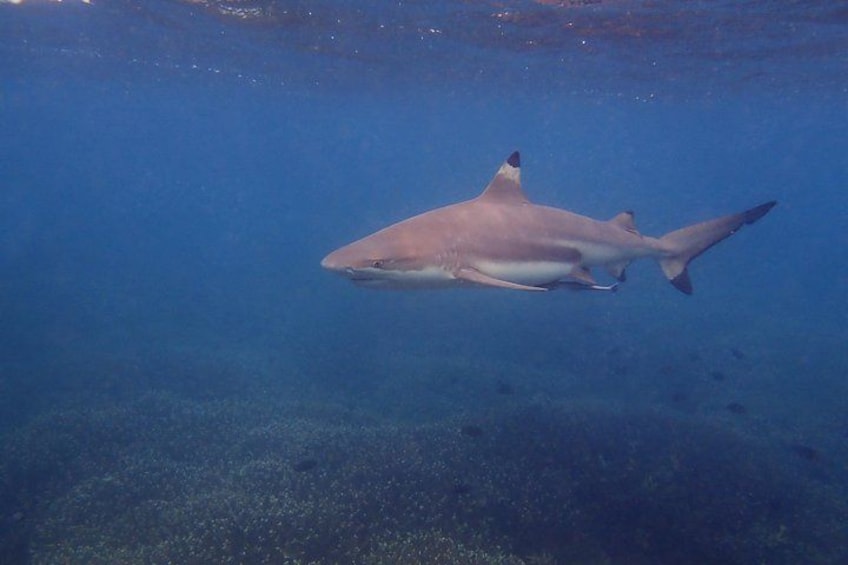 Un requin nageant sous l’eau. 3