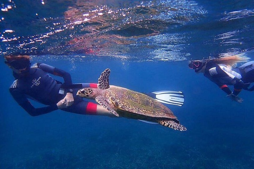 Une personne qui fait de la plongée sous-marine en compagnie d’une tortue de mer. 4