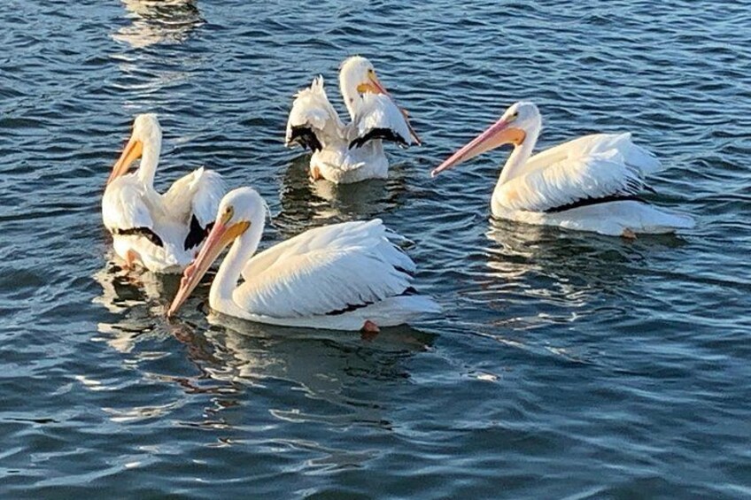 Eine Gruppe weißer Pelikane schwimmt in ruhigem Wasser. 3