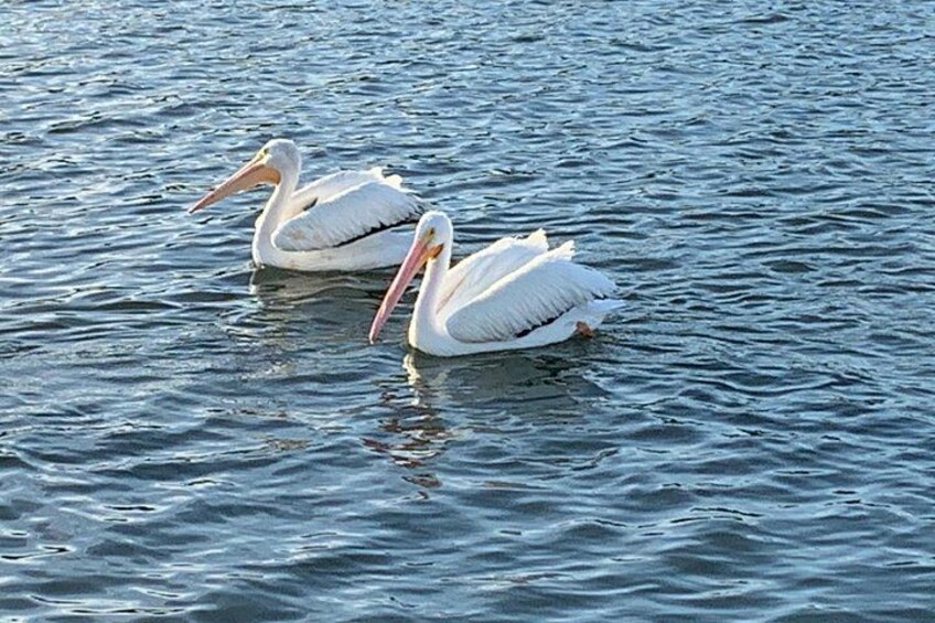 Zwei weißen Pelikane schwimmen in ruhigem Wasser. 4