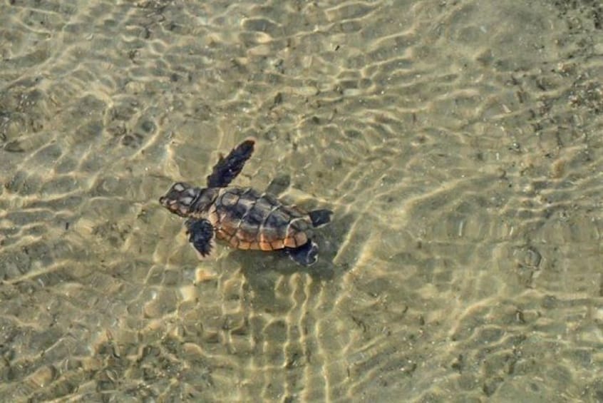Una tortuga en aguas poco profundas. 5