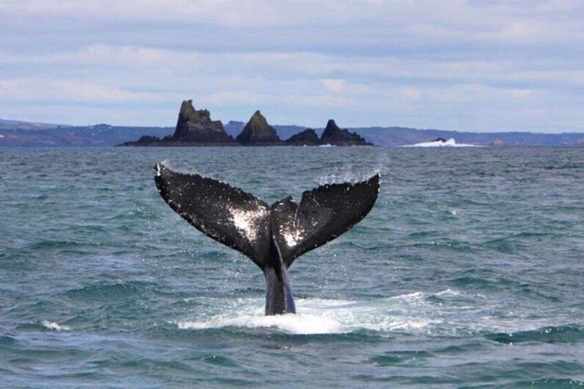 A whale's tail fin above water with rocky outcrops in the background. 1