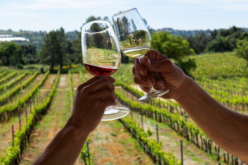 Two hands holding wine glasses with a vineyard in the background. 5