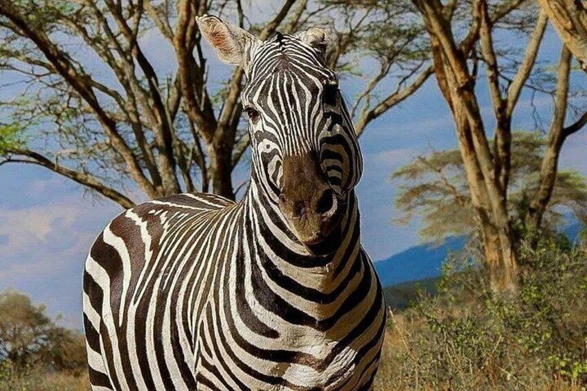 Lake Nakuru NP Half-Day Safari 4