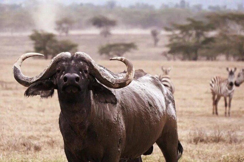 Lake Nakuru NP Half-Day Safari 3