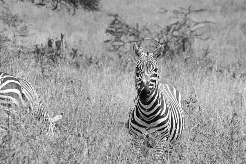 Lake Nakuru NP Half-Day Safari 2